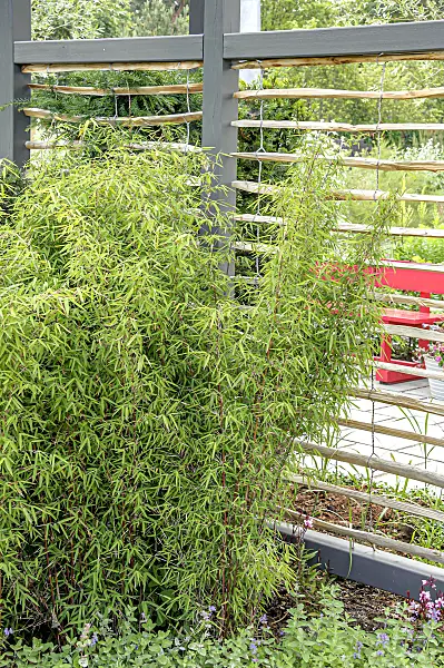 607044 - Fountain bamboo (Fargesia nitida 'Jiuzhaigou 1')