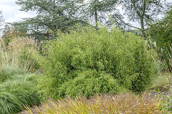607045 - Fountain bamboo (Fargesia nitida 'Jiuzhaigou 1')