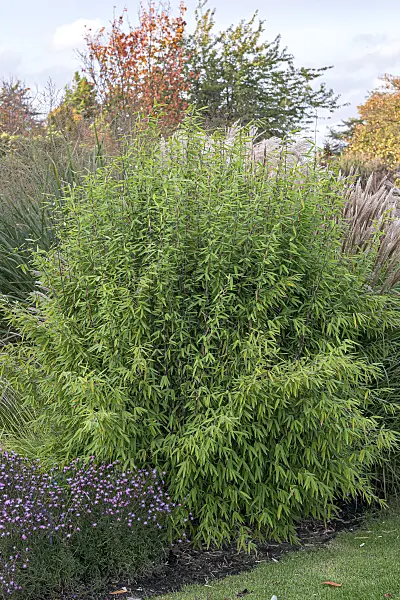 651266 - Fountain bamboo (Fargesia nitida 'Jiuzhaigou 1')