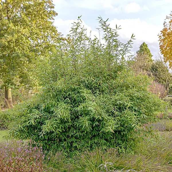 607049 - Fountain bamboo (Fargesia nitida 'Winter Joy')