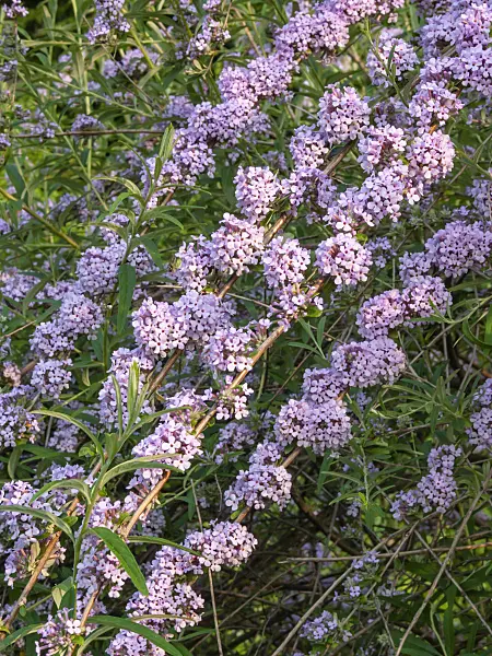 402034 - Fountain buddleja (Buddleja alternifolia)
