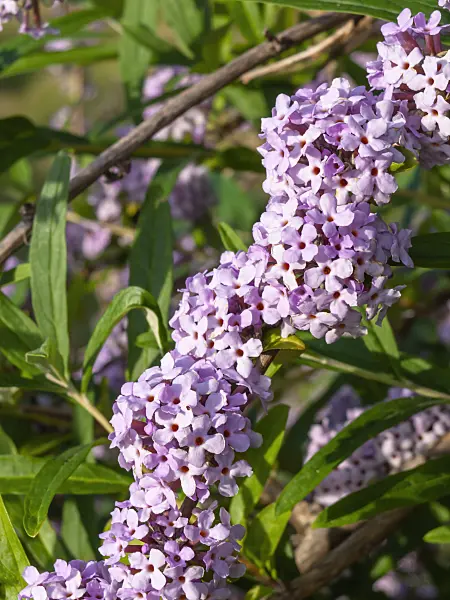 426202 - Fountain buddleja (Buddleja alternifolia)