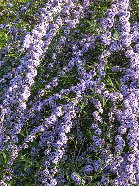426203 - Fountain buddleja (Buddleja alternifolia)