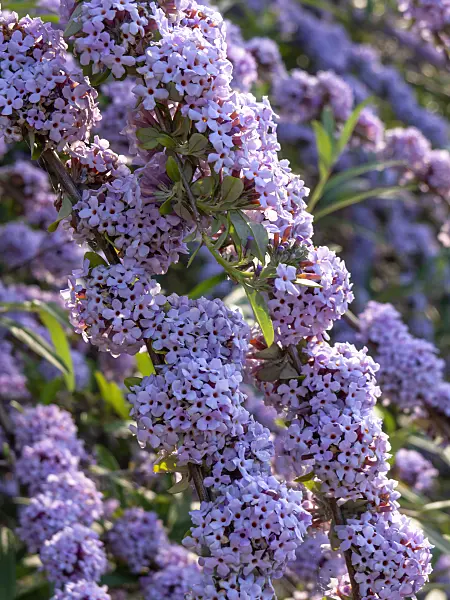 426204 - Fountain buddleja (Buddleja alternifolia)