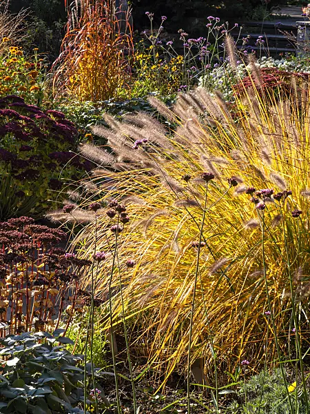 431045 - Fountain grass (Pennisetum)