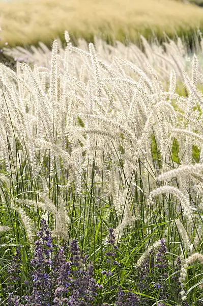 476217 - Fountain grass (Pennisetum orientale)