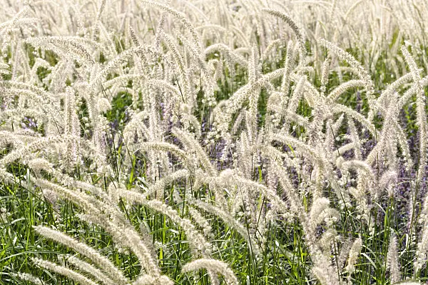 476218 - Fountain grass (Pennisetum orientale)