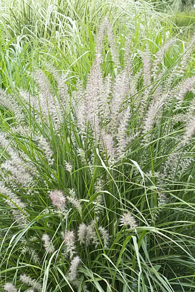558323 - Fountain grass (Pennisetum orientale)