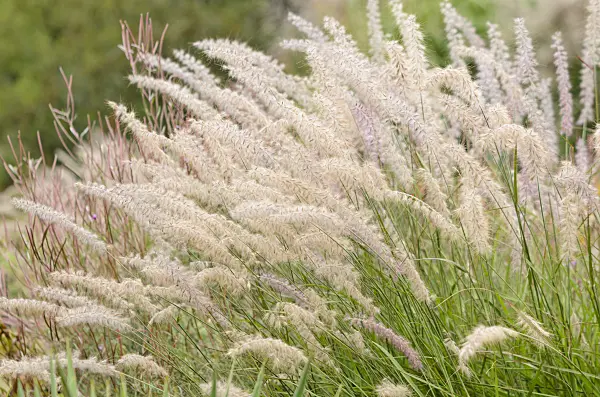 572052 - Fountain grass (Pennisetum orientale)