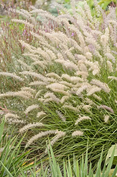 572053 - Fountain grass (Pennisetum orientale)