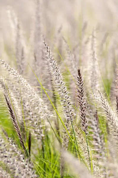 475066 - Fountain grass (Pennisetum setaceum)