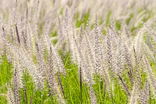 475067 - Fountain grass (Pennisetum setaceum)