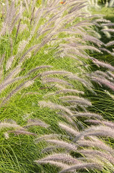 571079 - Fountain grass (Pennisetum setaceum 'Pegasus')