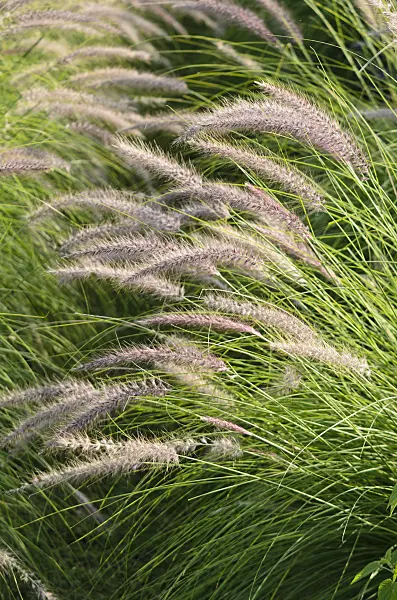 571080 - Fountain grass (Pennisetum setaceum 'Pegasus')