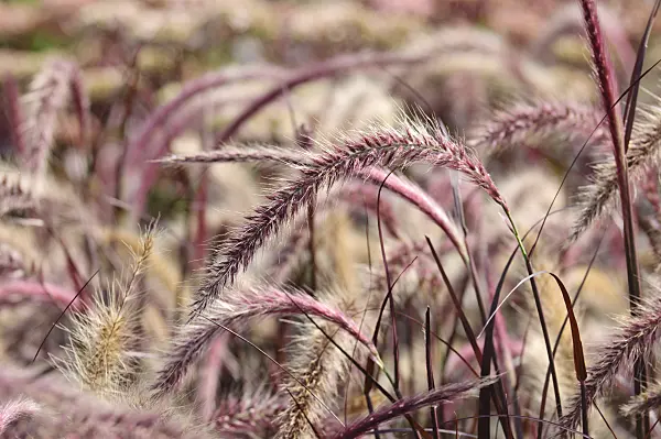 475069 - Fountain grass (Pennisetum setaceum 'Rubrum')