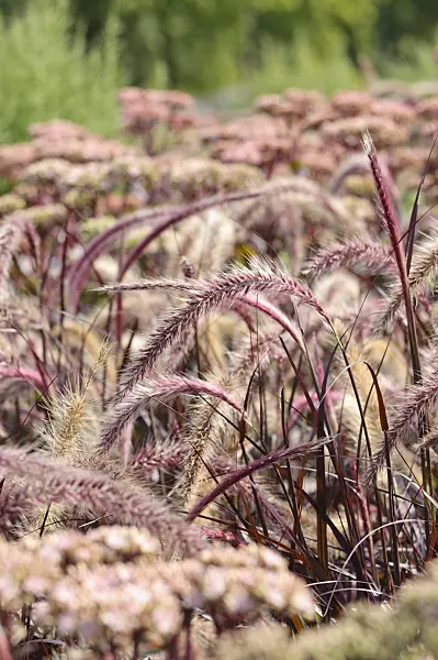 475070 - Fountain grass (Pennisetum setaceum 'Rubrum')