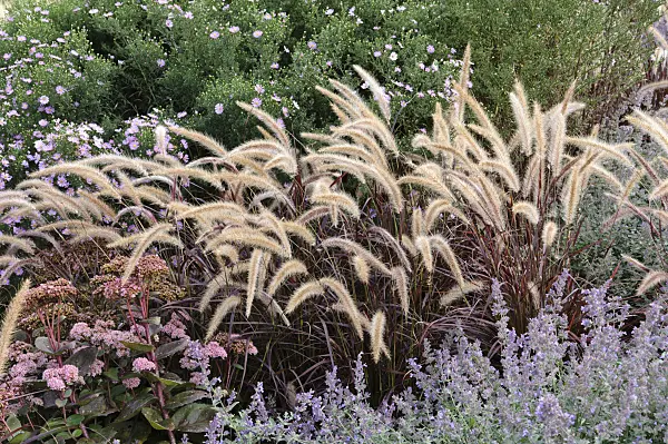 476210 - Fountain grass (Pennisetum setaceum 'Rubrum')
