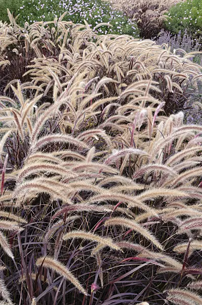 476211 - Fountain grass (Pennisetum setaceum 'Rubrum')