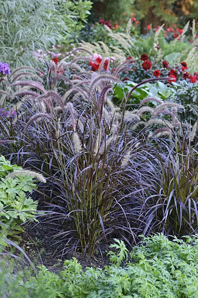 487180 - Fountain grass (Pennisetum setaceum 'Rubrum')
