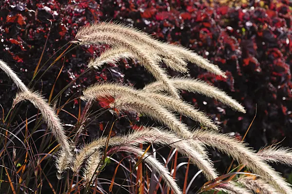 488113 - Fountain grass (Pennisetum setaceum 'Rubrum')