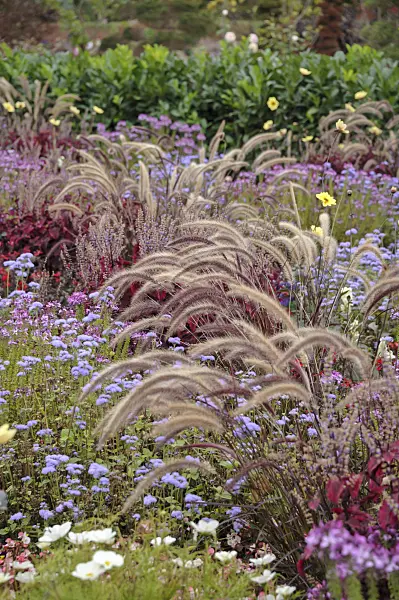 517464 - Fountain grass (Pennisetum setaceum 'Rubrum')