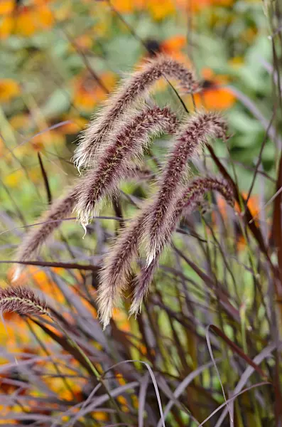 524076 - Fountain grass (Pennisetum setaceum 'Rubrum')