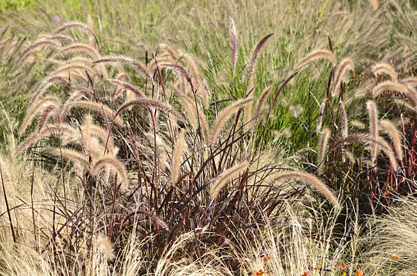 548157 - Fountain grass (Pennisetum setaceum 'Rubrum')