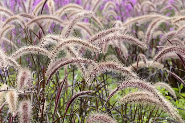 571059 - Fountain grass (Pennisetum setaceum 'Rubrum')