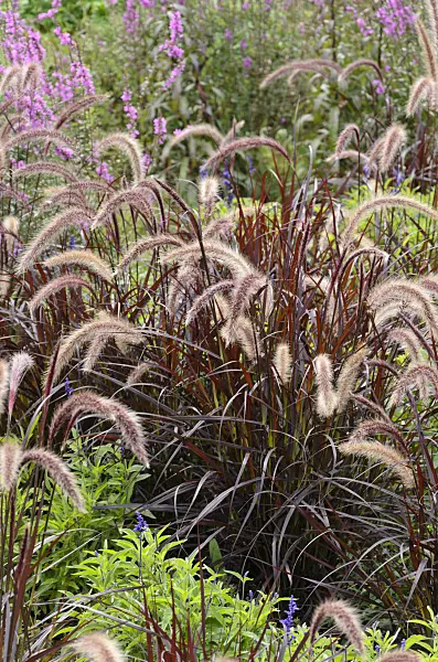 571060 - Fountain grass (Pennisetum setaceum 'Rubrum')