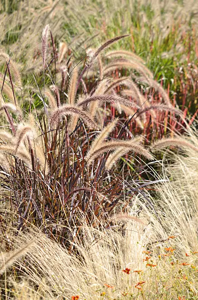 548158 - Fountain grass (Pennisetum setaceum 'Rubrum') and Mexican feather grass (Nassella tenuissima syn. Stipa tenuissima)