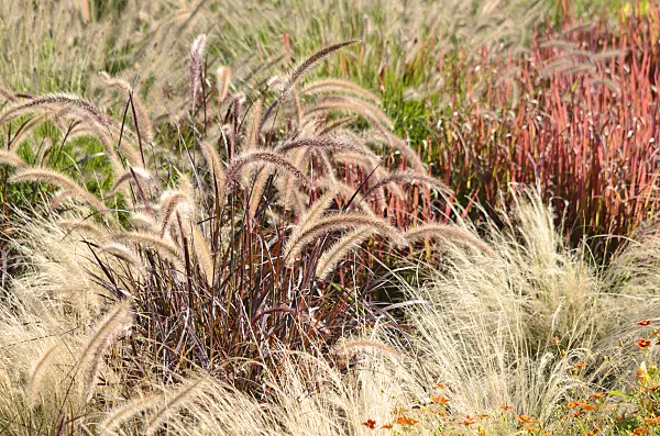 548159 - Fountain grass (Pennisetum setaceum 'Rubrum') and Mexican feather grass (Nassella tenuissima syn. Stipa tenuissima)