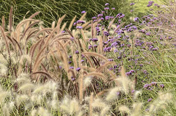 548160 - Fountain grass (Pennisetum setaceum 'Rubrum') and purpletop vervain (Verbena bonariensis)