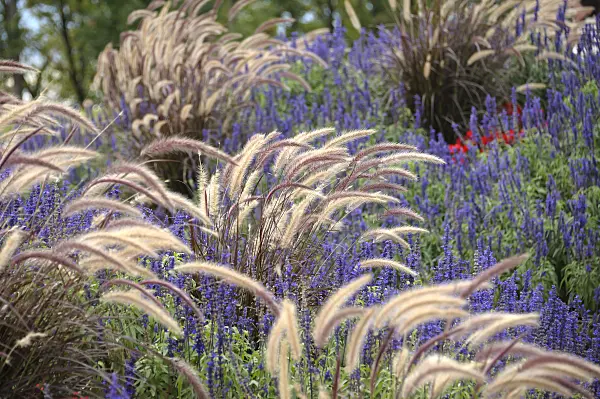 517465 - Fountain grass (Pennisetum setaceum 'Rubrum') and sages (Salvia)