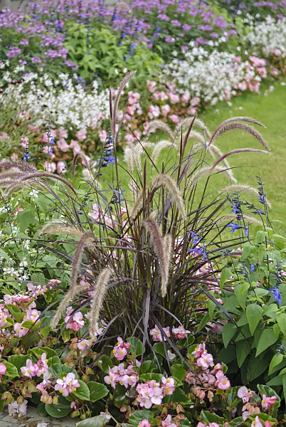 517462 - Fountain grass (Pennisetum setaceum 'Rubrum'), blue anise sage (Salvia guaranitica 'Black and Blue') and begonias (Begonia)