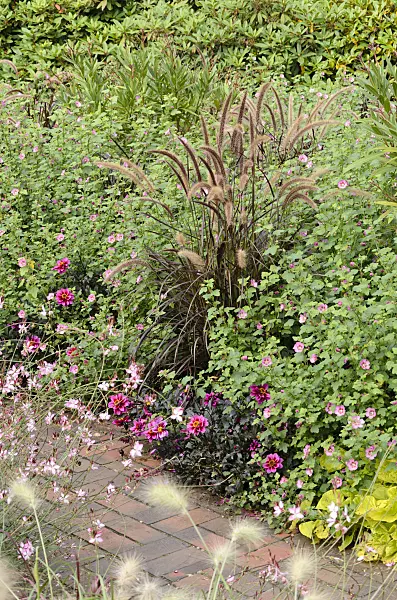 525049 - Fountain grass (Pennisetum setaceum 'Rubrum'), Cape mallow (Anisodontea) and dahlia (Dahlia)