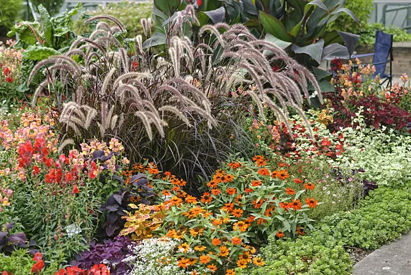 517463 - Fountain grass (Pennisetum setaceum 'Rubrum'), snapdragons (Antirrhinum) and zinnias (Zinnia)