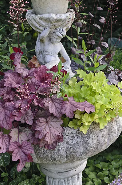 570090 - Fountain with alumroots (Heuchera)