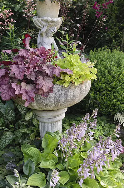 570091 - Fountain with alumroots (Heuchera) and plantain lilies (Hosta)