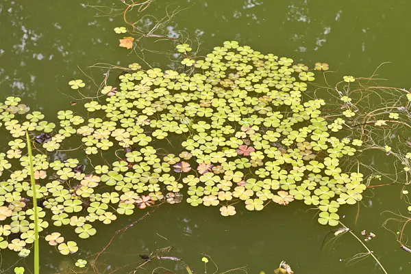 573063 - Four leaf clover (Marsilea quadrifolia)