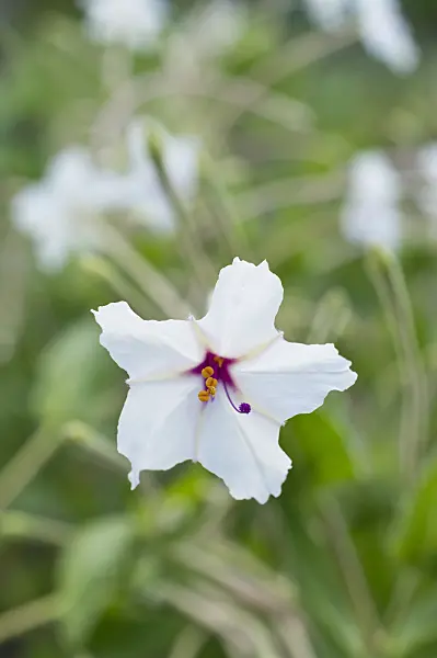 510066 - Four o'clocks (Mirabilis longiflora)