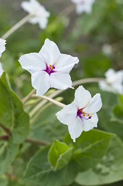 510067 - Four o'clocks (Mirabilis longiflora)