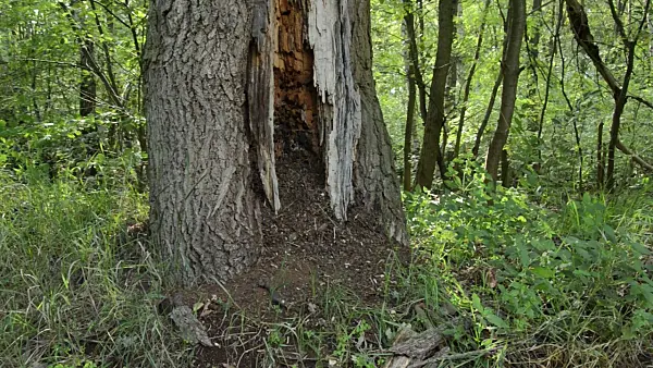 498279 - Fourmilière dans un tronc de chêne creux