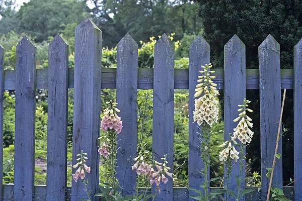 366021 - Foxglove (Digitalis)