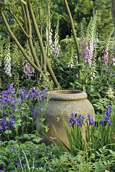 429187 - Foxglove (Digitalis), cranesbill (Geranium) and Siberian iris (Iris sibirica)