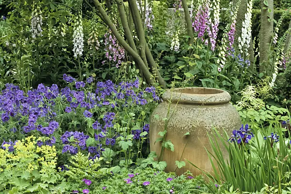 429188 - Foxglove (Digitalis), cranesbill (Geranium) and Siberian iris (Iris sibirica)