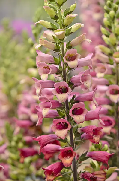 570066 - Foxglove (Digitalis Digiplex)