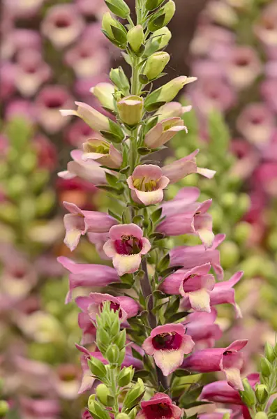 570067 - Foxglove (Digitalis Digiplex)