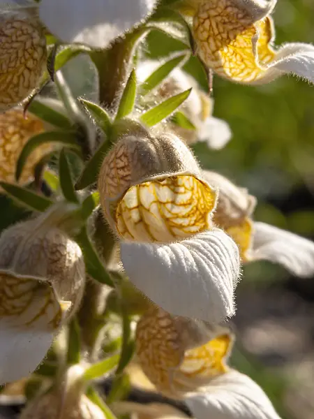 438254 - Foxglove (Digitalis lamarckii)