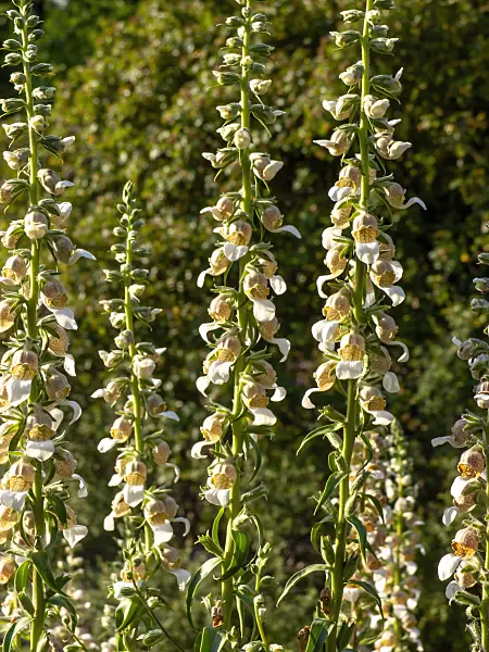438255 - Foxglove (Digitalis lamarckii)
