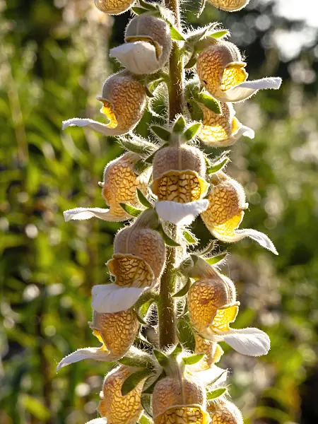 438256 - Foxglove (Digitalis lamarckii)